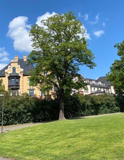 Standort Halle (Saale) Deutsch für dein Studium